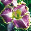 Hemerocallis Bestseller